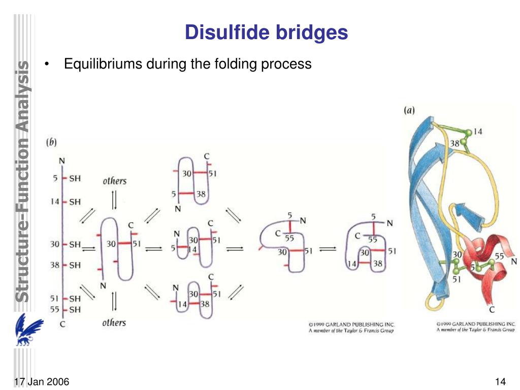 PPT DNA/Protein structurefunction analysis and prediction PowerPoint