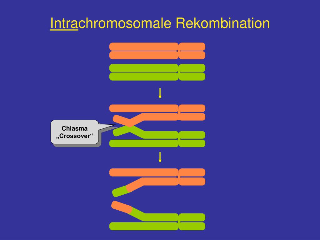 chiasmata crossover definition chiasmata crossover definition