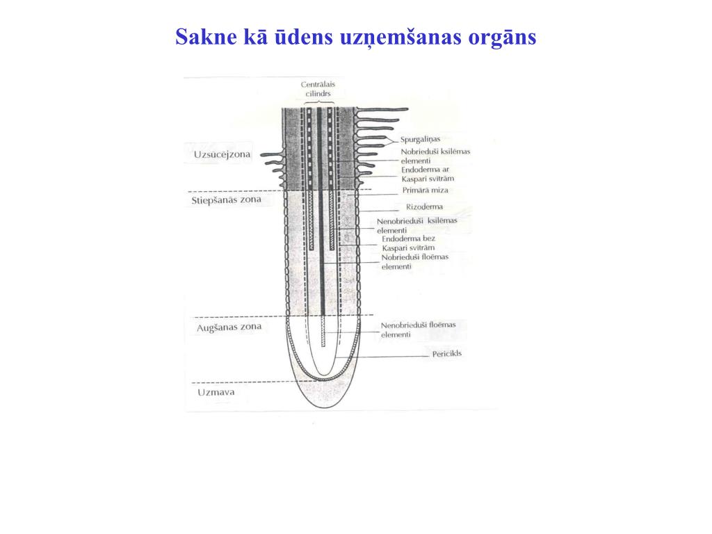 PPT - Augu Å«dens reÅ¾Ä«ms PowerPoint Presentation, free download -  ID:3968576