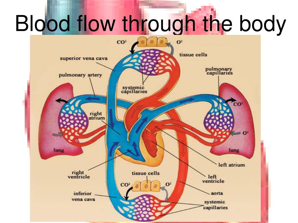 PPT - The Cardiovascular System PowerPoint Presentation, free download ...