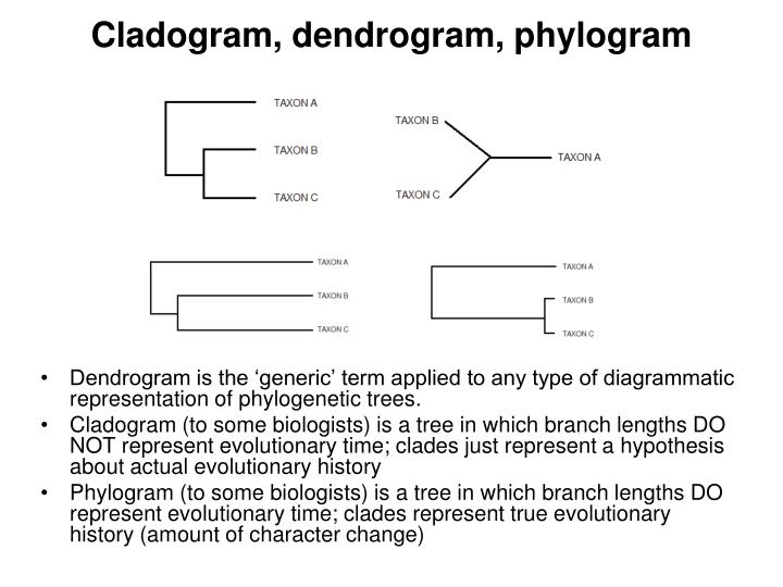 PPT Reading Trees PowerPoint Presentation ID3969880