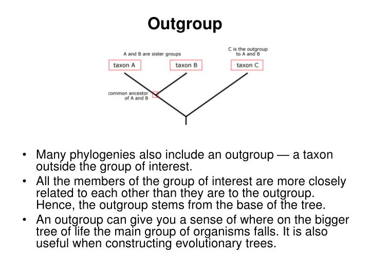 phylogenetic group meaning