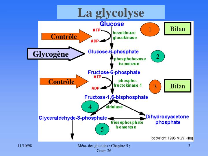 PPT Glycolyse Et Oxydation Du Pyruvate PowerPoint Presentation ID 