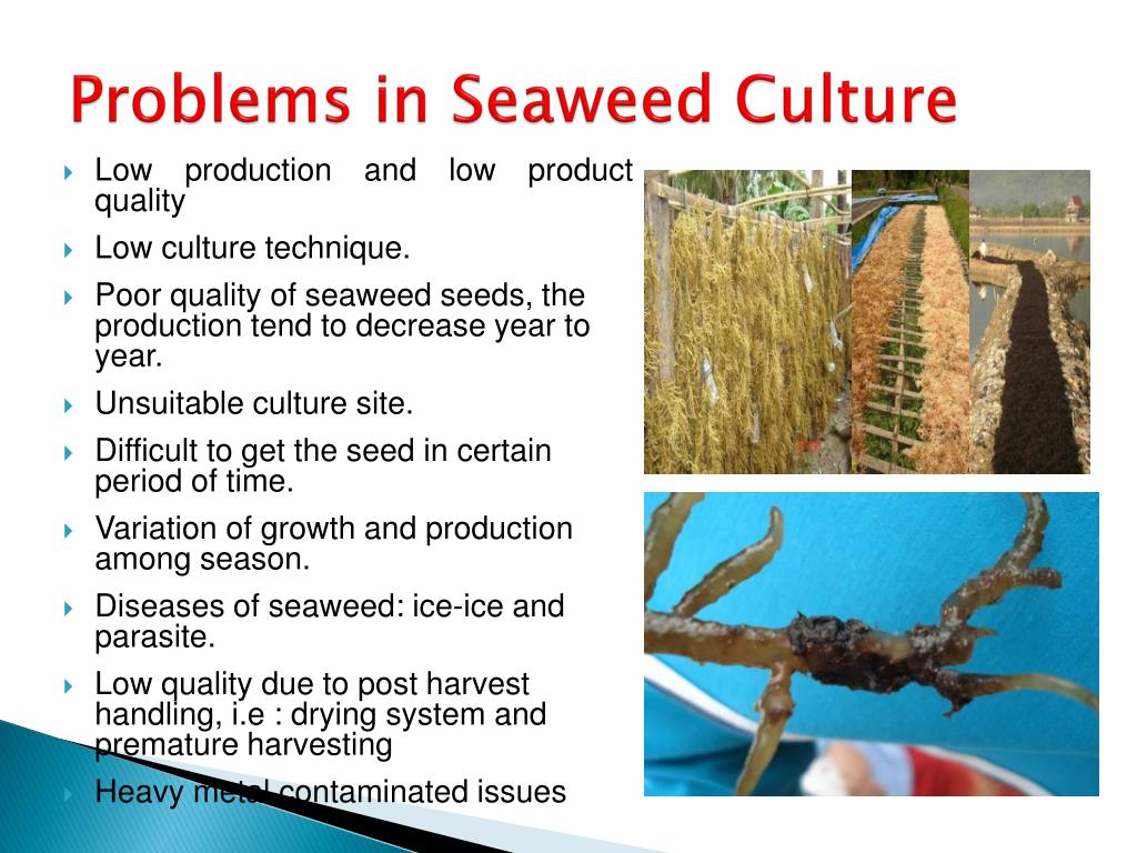 PPT The Roles of Seaweed on Climate Change, Food Security and Natural