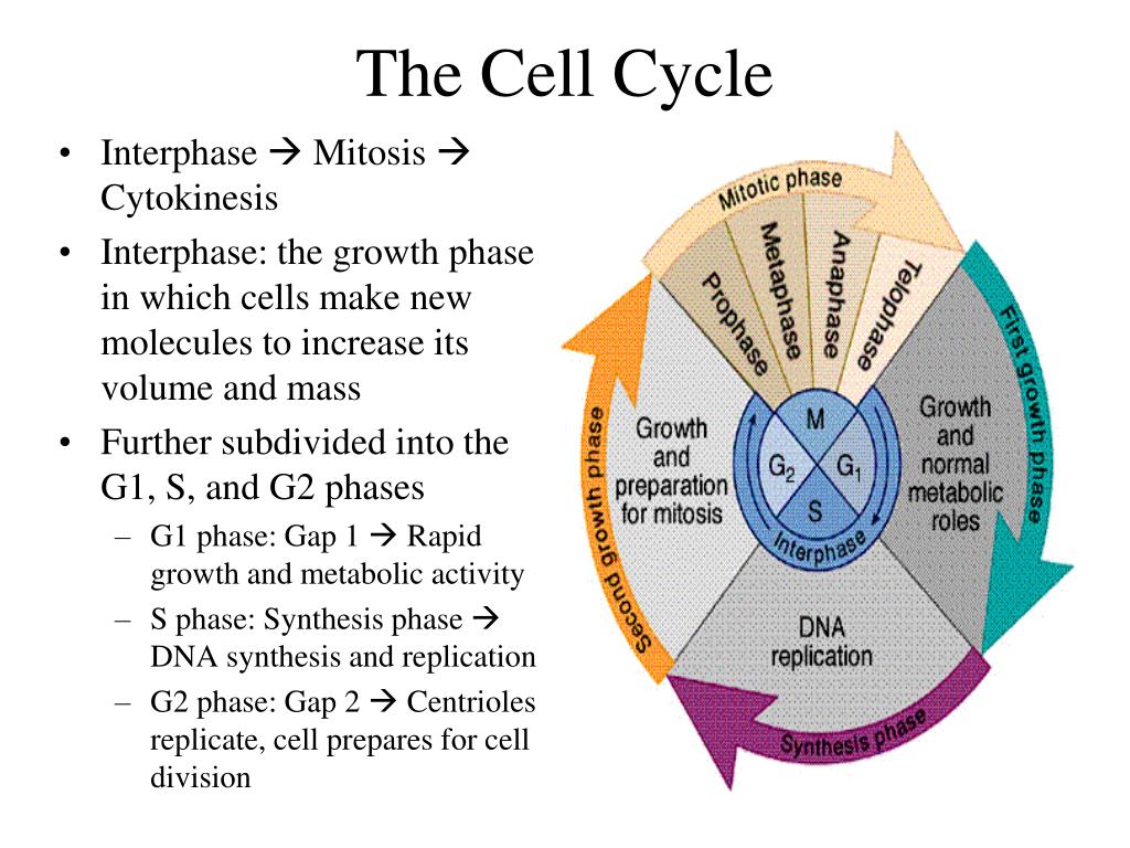 Cell Cycle Definition And Phases Of Cell Cycle Riset