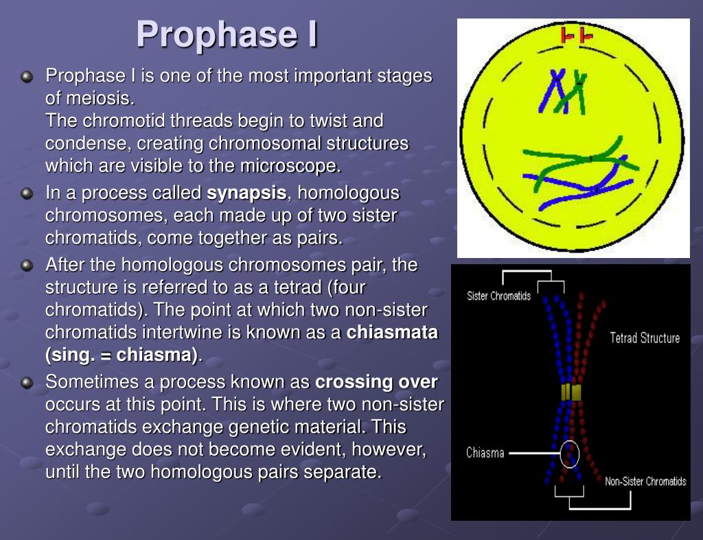 PPT - Meiosis and Sexual Life Cycles PowerPoint Presentation, free ...