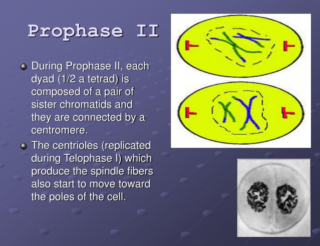 PPT - Meiosis and Sexual Life Cycles PowerPoint Presentation, free ...