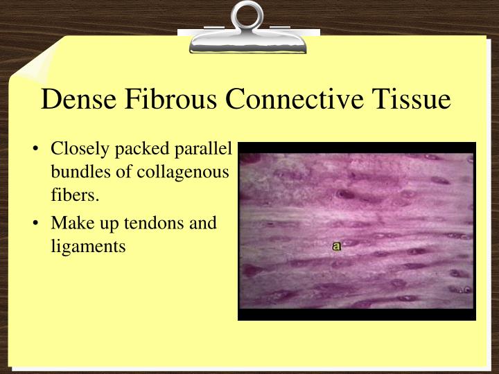 PPT - Tissues and Membranes PowerPoint Presentation - ID:3977908