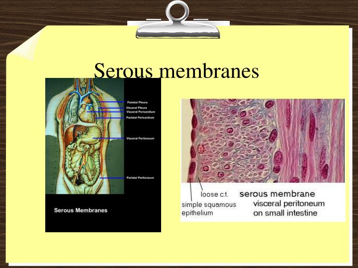 PPT Tissues and Membranes PowerPoint Presentation ID3977908