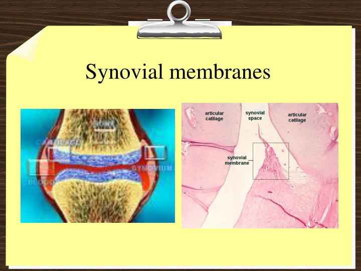 PPT - Tissues and Membranes PowerPoint Presentation - ID:3977908