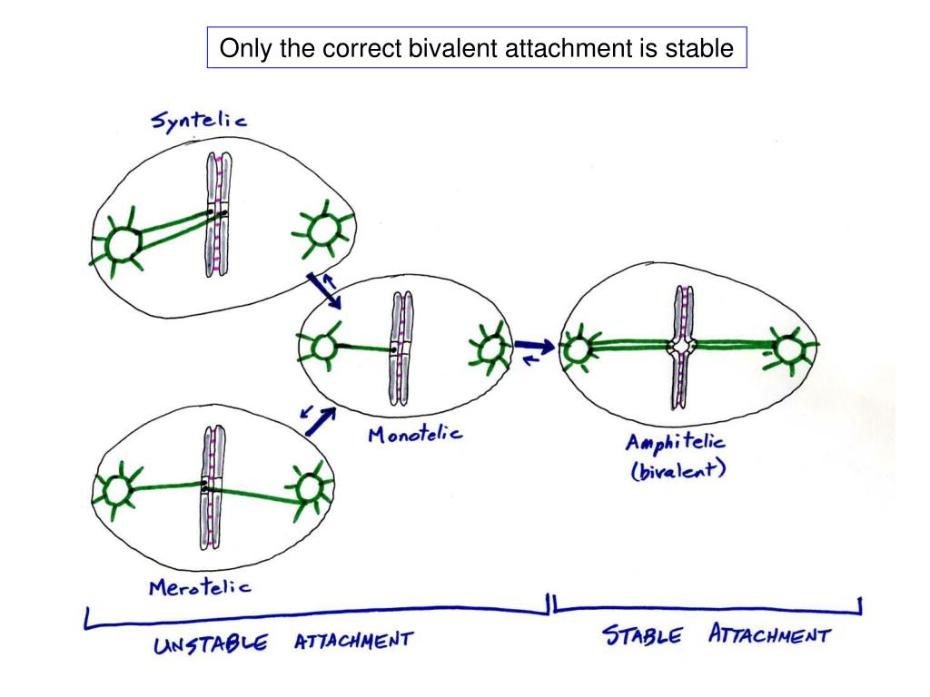 The many functions of the kinetochore PowerPoint Presentation ... Biology Diagrams