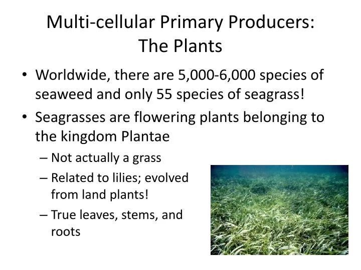PPT Multicellular Primary Producers The Plants PowerPoint