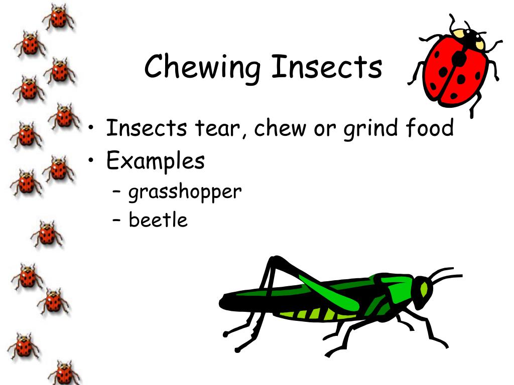 PPT Pests And Diseases PowerPoint Presentation Free Download ID PPT Pests And Diseases PowerPoint Presentation Free Download ID