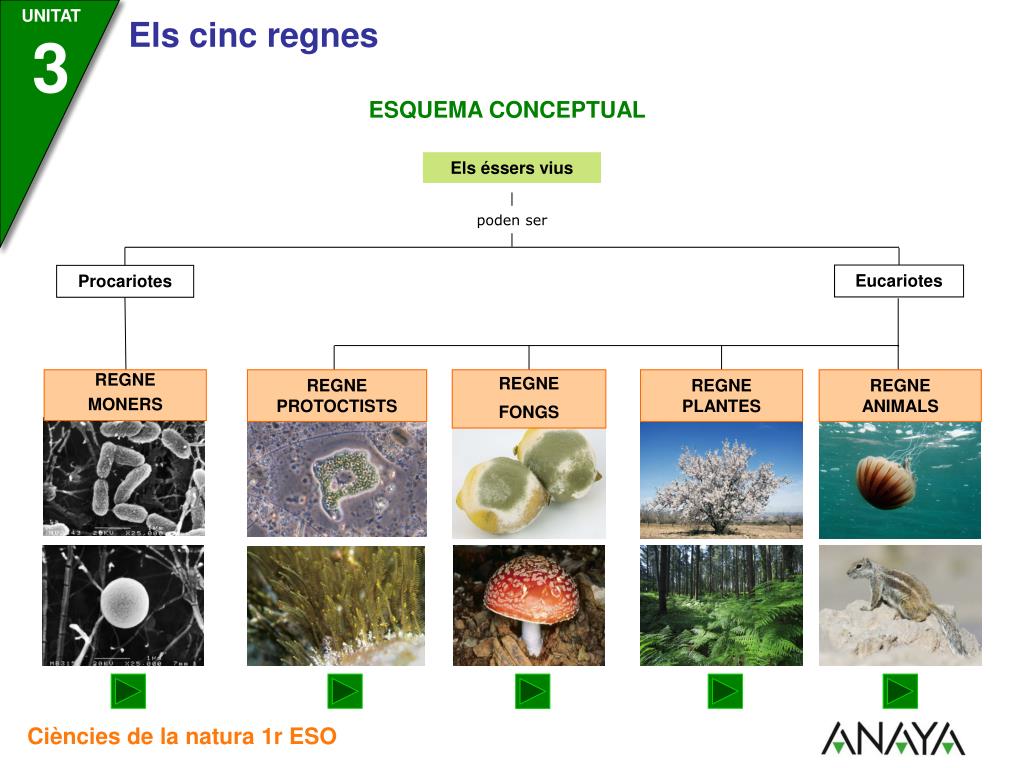 PPT - El regne Ã©s el tÃ xon mÃ©s ampli de la classificaciÃ³ dels Ã©ssers  vius. PowerPoint Presentation - ID:3986777