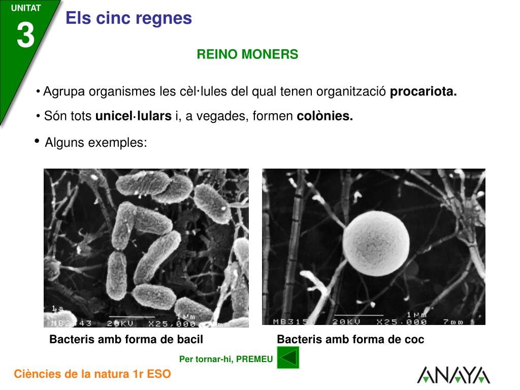 PPT - El regne Ã©s el tÃ xon mÃ©s ampli de la classificaciÃ³ dels Ã©ssers  vius. PowerPoint Presentation - ID:3986777
