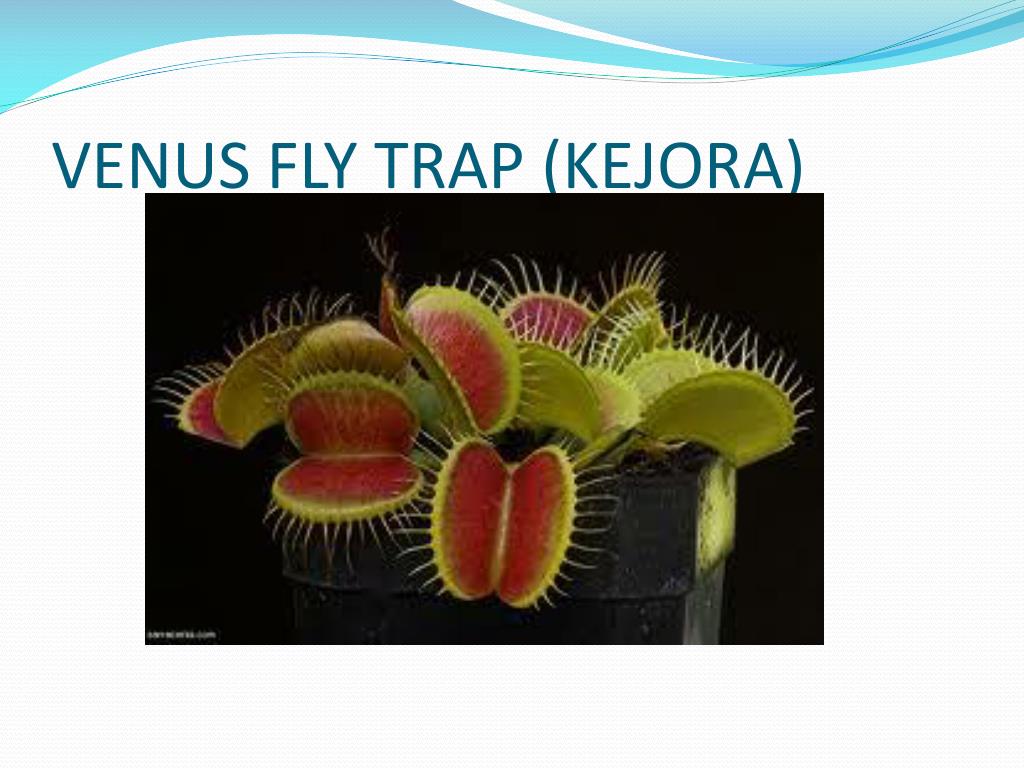 Venus fly trap (kejora) .