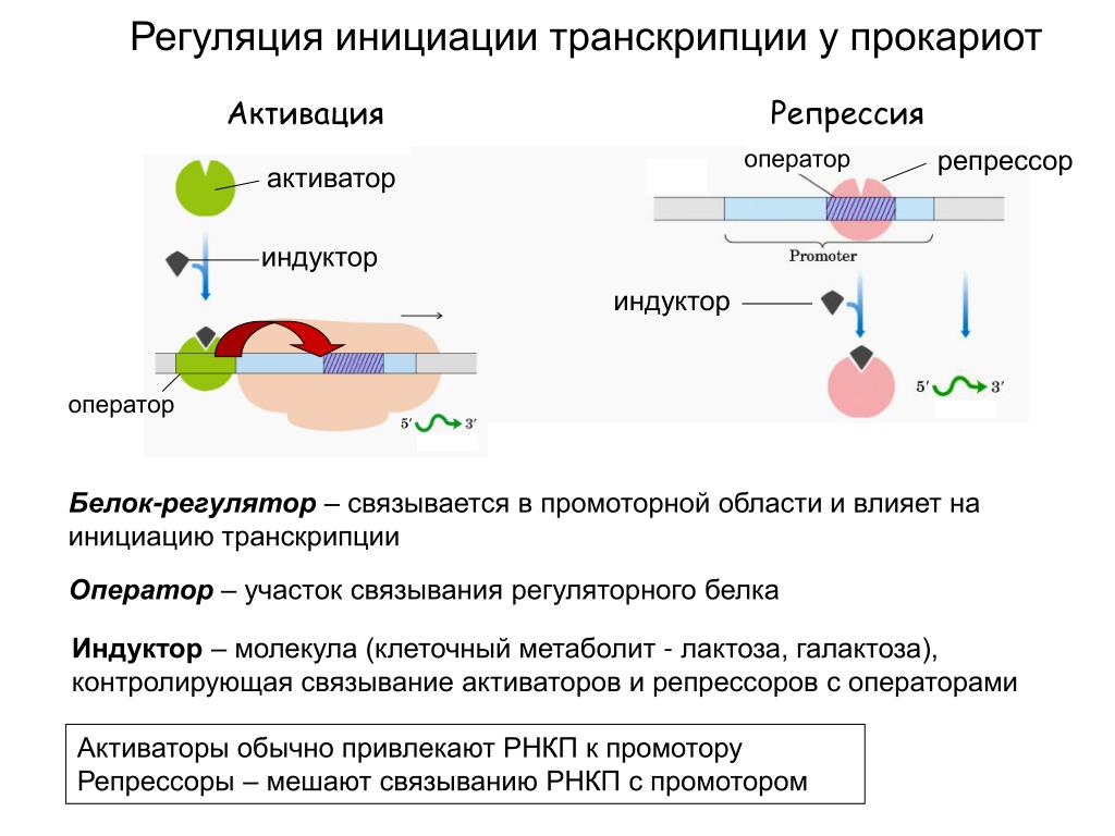 У прокариот отсутствуют. Регуляторные белки активаторы и репрессоры. Белок активатор и белок репрессор. Регуляция инициации транскрипции. Схема регуляции транскрипции у прокариот.