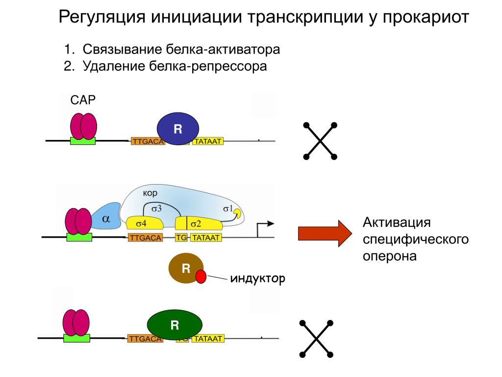 Регуляция биосинтеза белков у прокариот