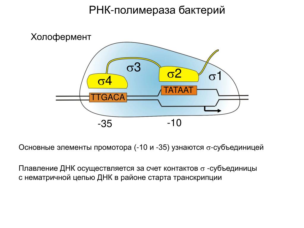 Полимеразы прокариот. РНК полимераза прокариот структура. РНК полимераза бактерий. РНК полимераза эукариот и прокариот. Кор фермент строение.