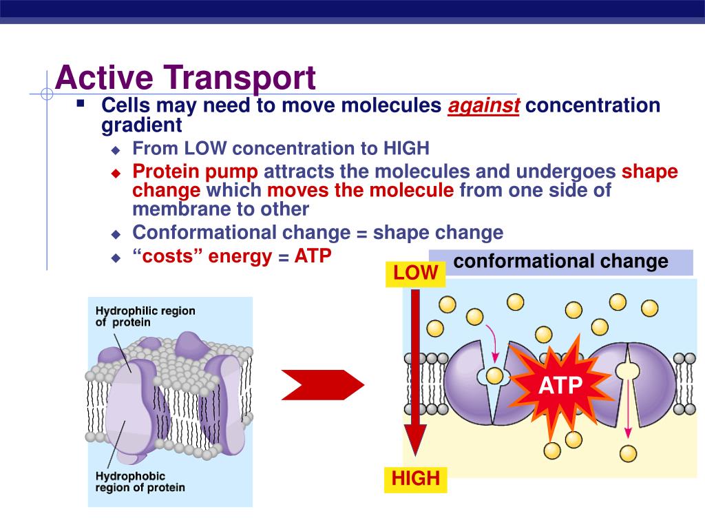 PPT The Cell Membrane AP Biology PowerPoint Presentation, free