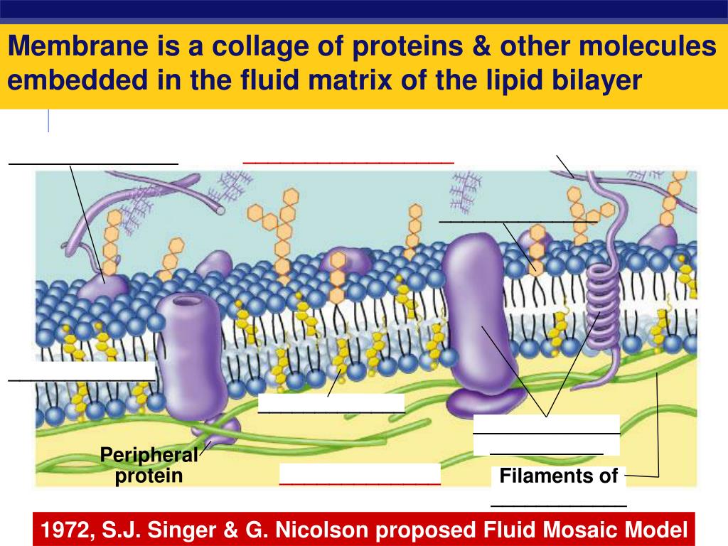 PPT - The Cell Membrane AP Biology PowerPoint Presentation, free