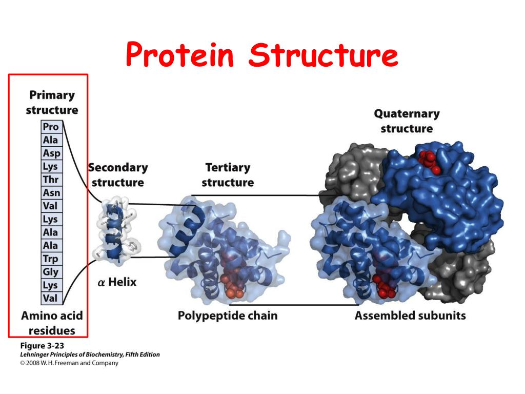 secondary structure protein backbone