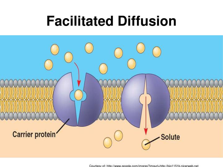 ppt-cell-transport-powerpoint-presentation-id-3996195