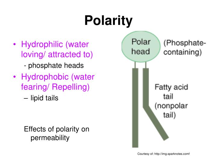 PPT CELL TRANSPORT PowerPoint Presentation ID3996195