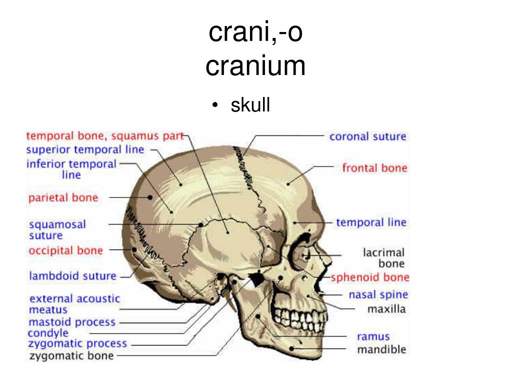 Назови кости черепа. Кости черепа на латыни. Название костей черепа на латыни. Кости черепа на латинском. Кости черепа с латинскими названиями.