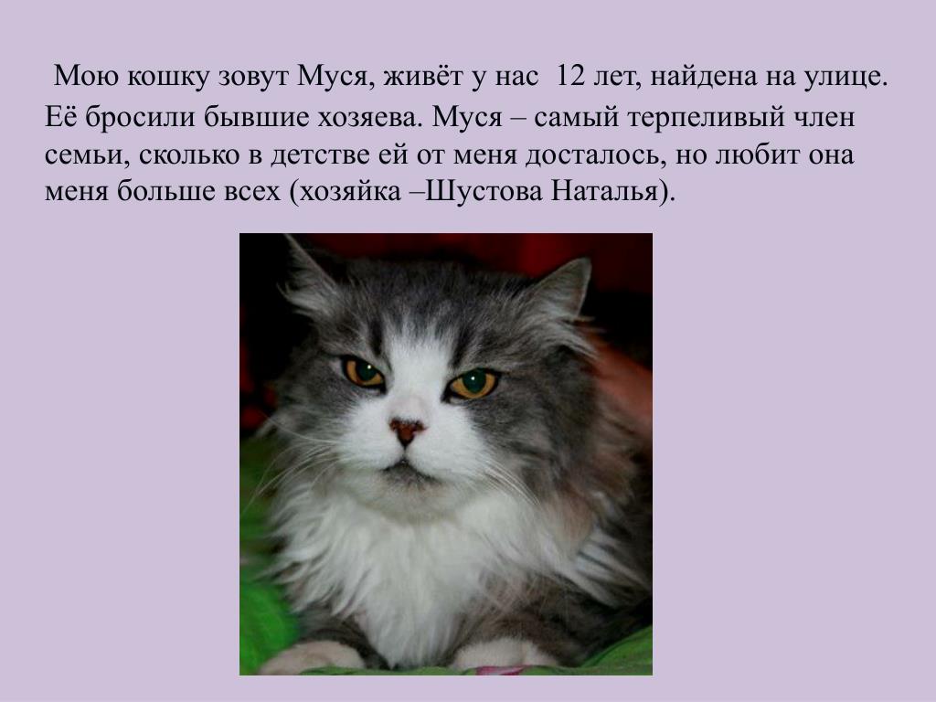 Описание про кошку 5 класс. Мою кошку зовут. Кошка Муся. Рассказ про кошку Мусю. Как зовут мою кошку.