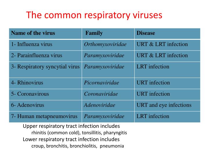 PPT - Viral Infections Of The Respiratory System PowerPoint ...