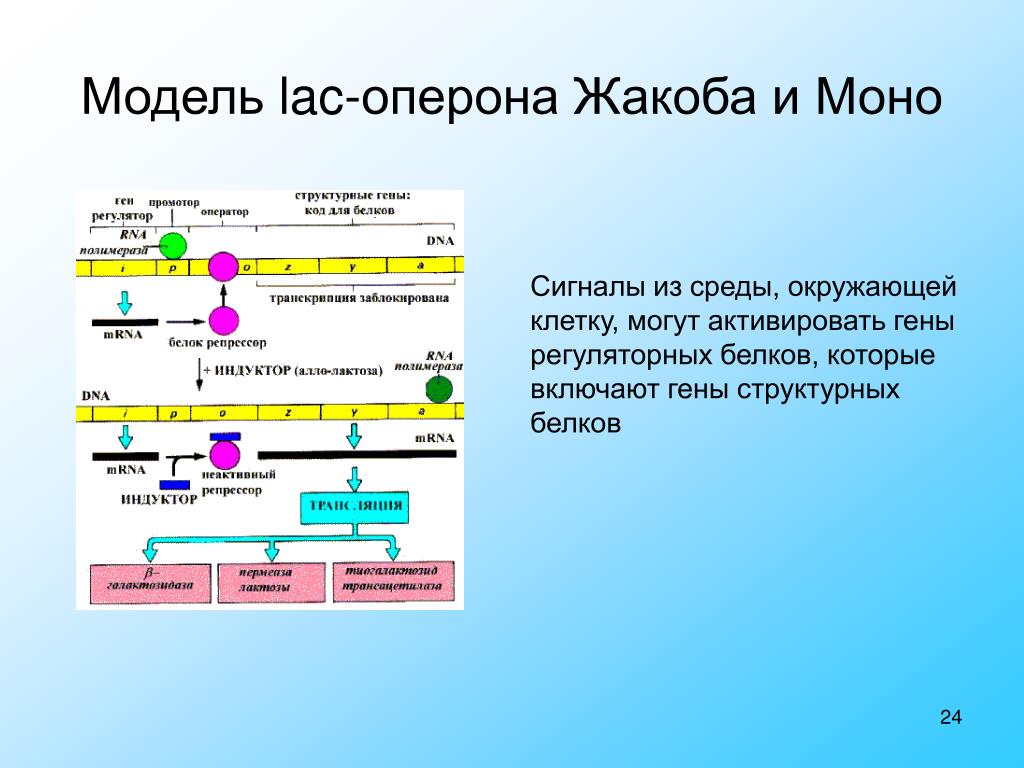 Регуляция биосинтеза белков у прокариот. Модель оперона Жакоба и моно. Схема регуляции Lac-оперона (схема Жакоба-моно).. Оперон. Схема регуляции Lac-оперона (схема Жакоба-моно).. Лактозный оперон схема Жакоба.