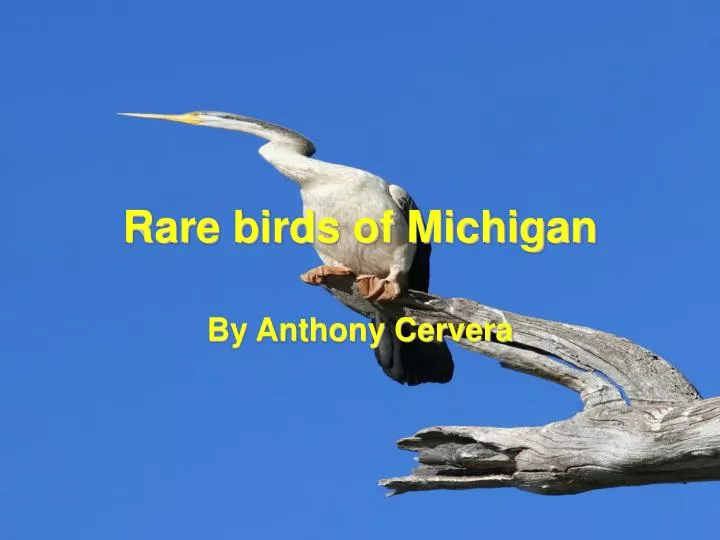 rare birds of michigan n.