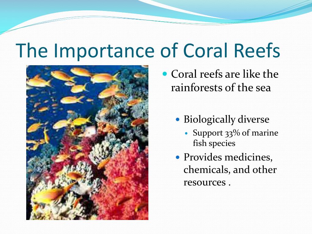 PPT - Coral Bleaching PowerPoint Presentation, free download - ID:4002788