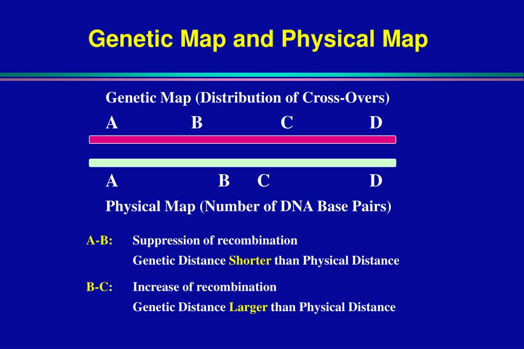 ppt-major-components-of-a-gene-powerpoint-presentation-free-download