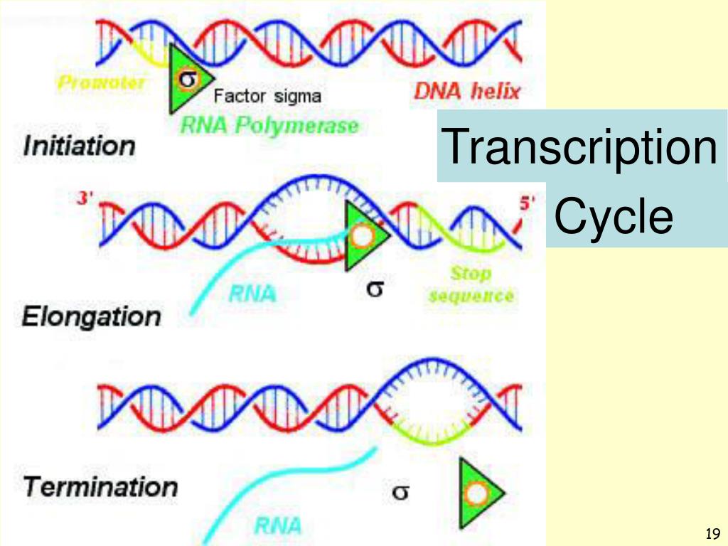 transcription cycle hypothesis