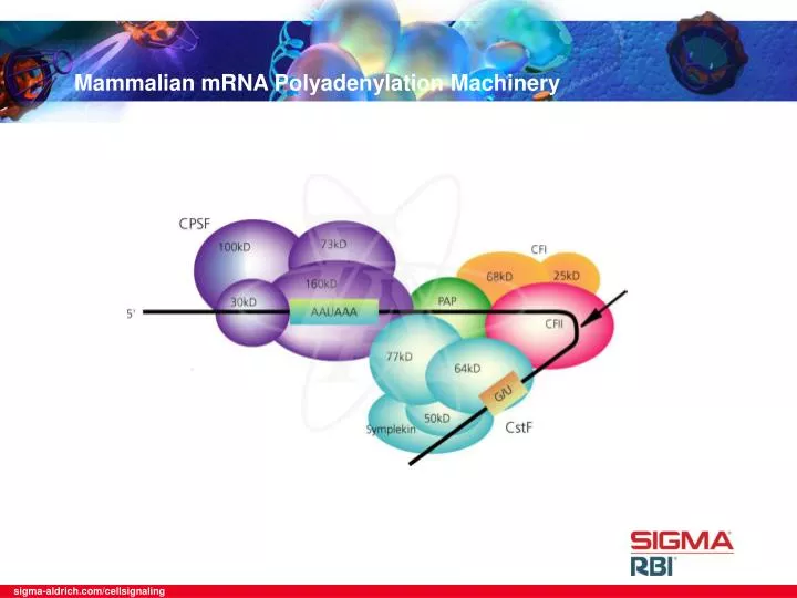 PPT - Mammalian mRNA Polyadenylation Machinery PowerPoint Presentation ...