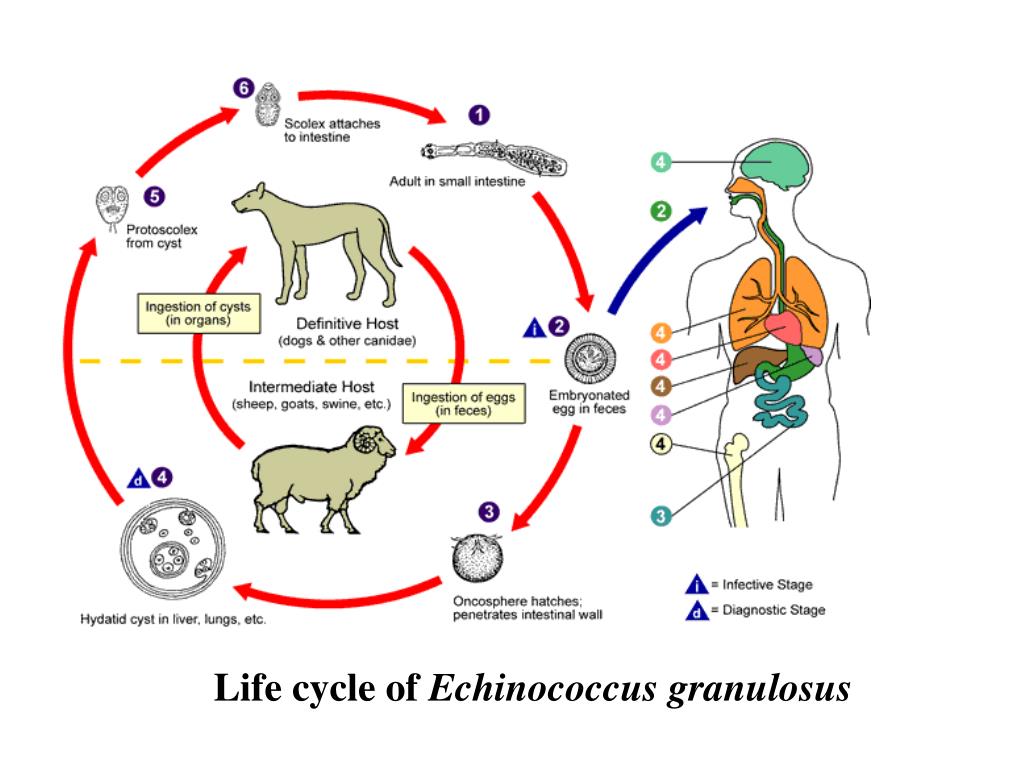 Как человек может заразиться эхинококком. Эхинококкоз цикл развития. Стадии жизненного цикла эхинококка. Цикл развития эхинококка схема. Эхинококкоз жизненный цикл схема.
