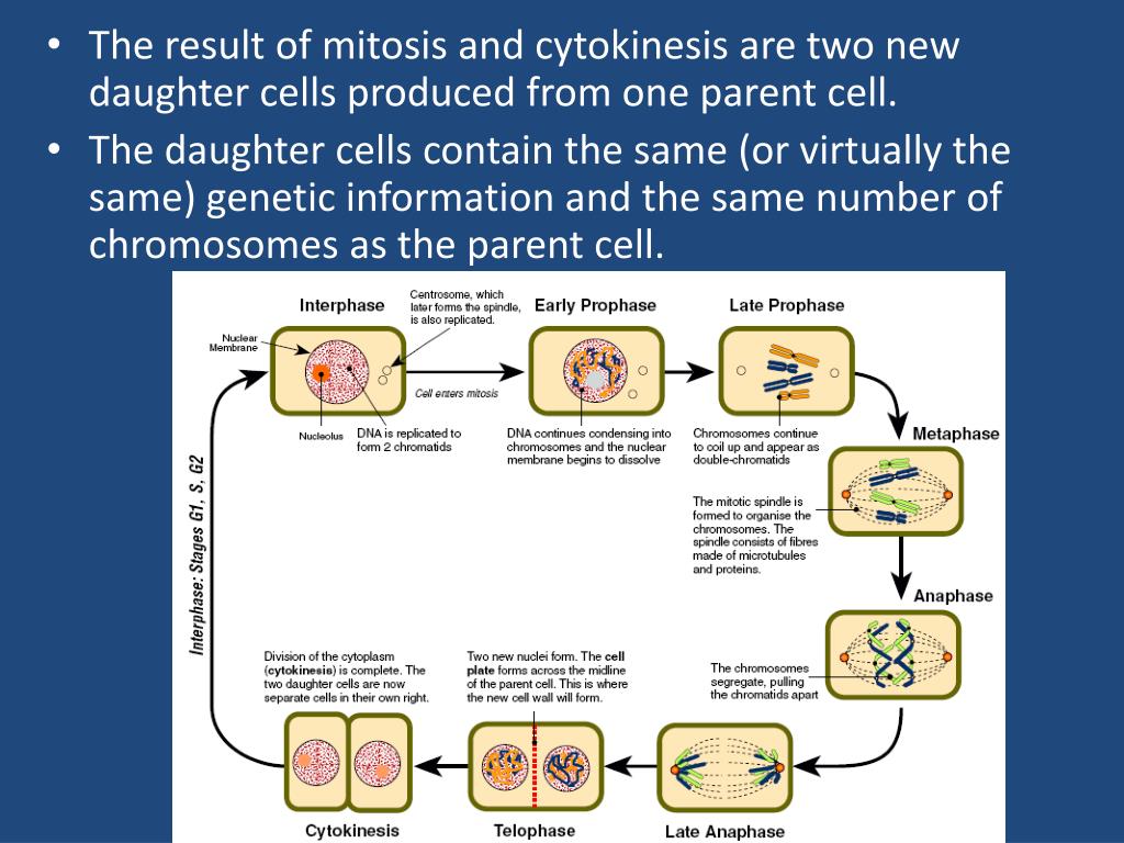 PPT Chapter 9 Genes, chromosomes and patterns of inheritance 1