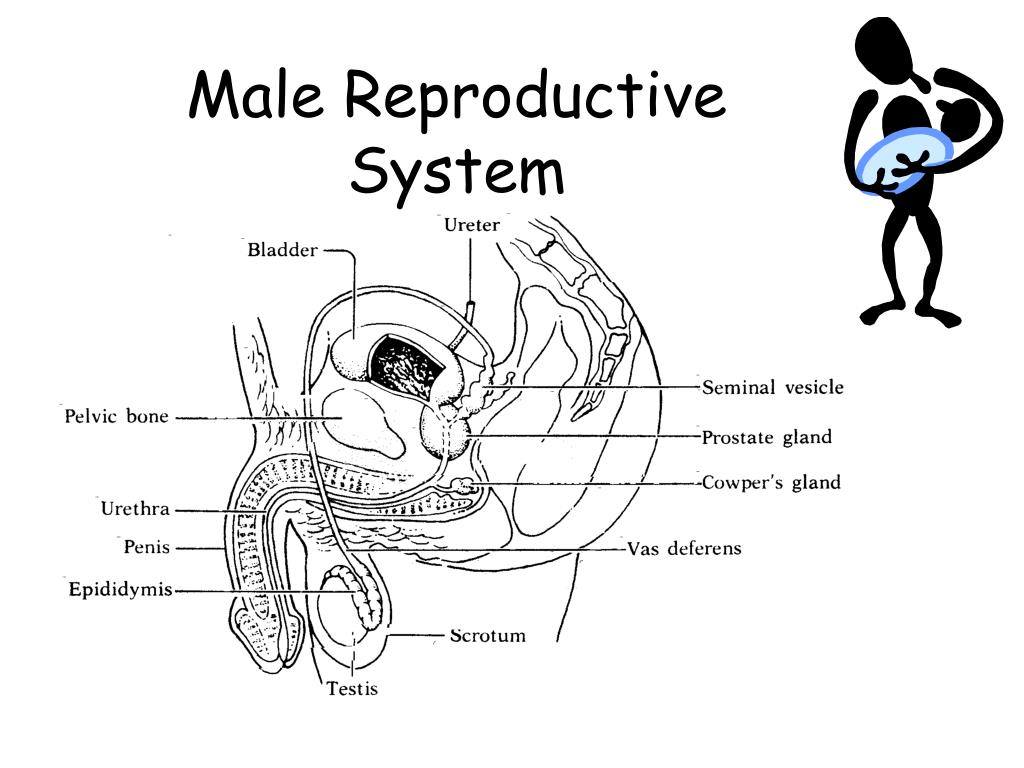 Male Reproductive System Picture With Label