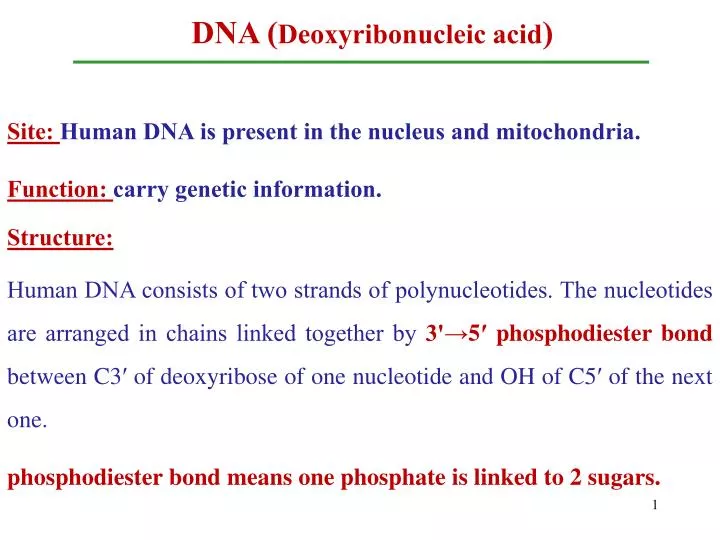 Ppt Dna Deoxyribonucleic Acid Powerpoint Presentation Free Download Id4022275