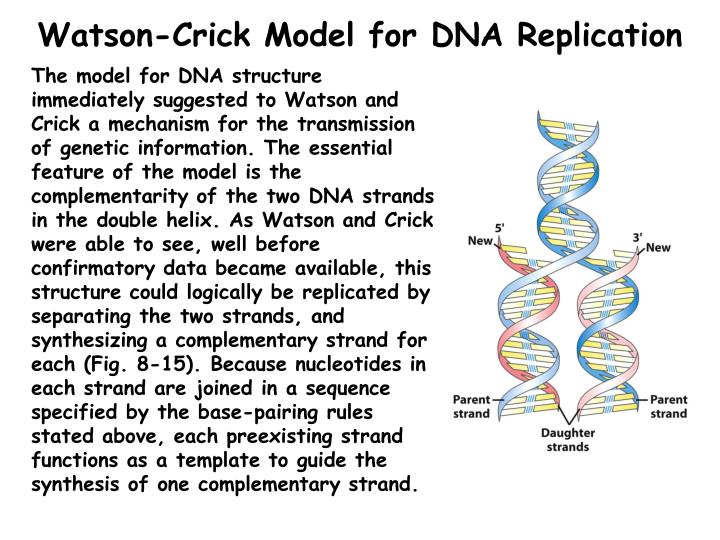the essential features of the watson crick model on the dna The structure of dna f h c crick the detailed structure described by crick and watson (8) a scale model of it having acceptable bond distances and angles. the essential features of the watson crick model on the dna The structure of dna f h c crick the detailed structure described by crick and watson (8) a scale model of it having acceptable bond distances and angles.