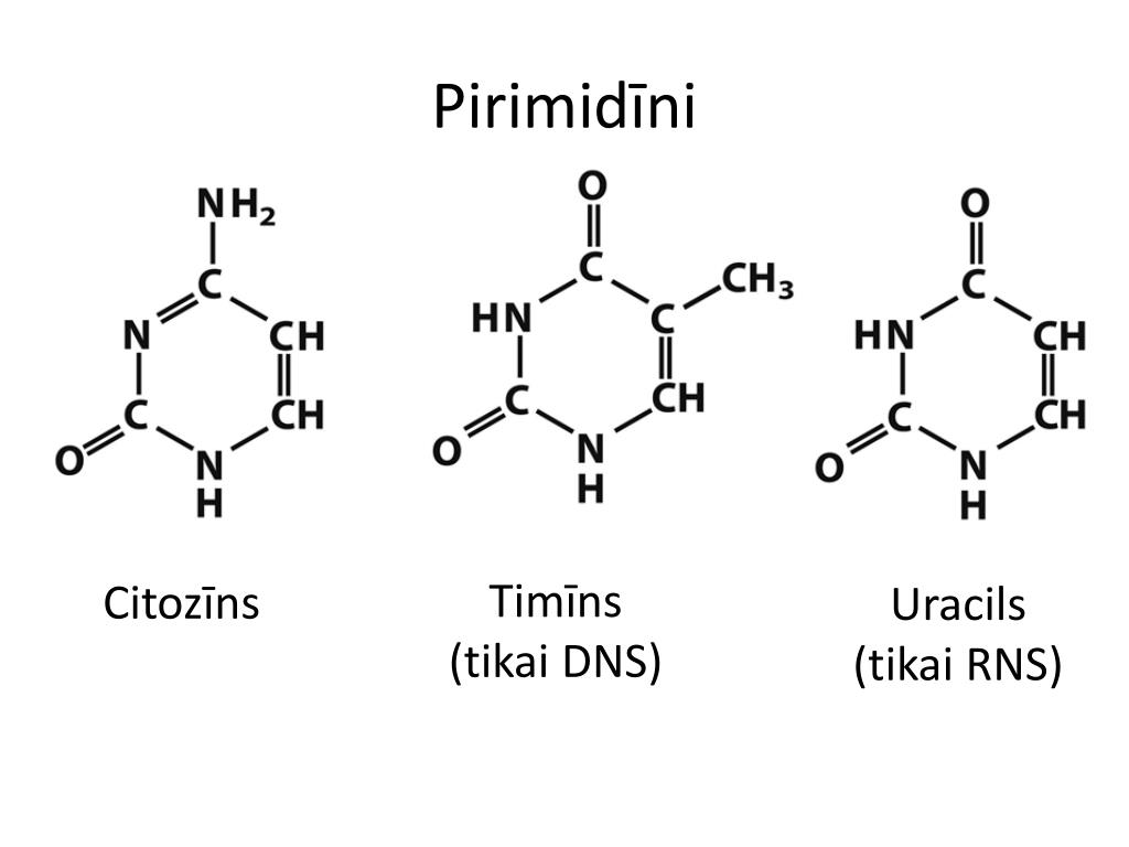 Рнк тимин урацил. Аденин гуанин формула химическая. Тимин гуанин цитозин Тимин. Структурная формула аденина и гуанина. Тимин формула.