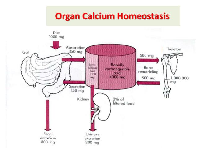 PPT - Calcium Metabolism, Homeostasis & Related Diseases PowerPoint ...