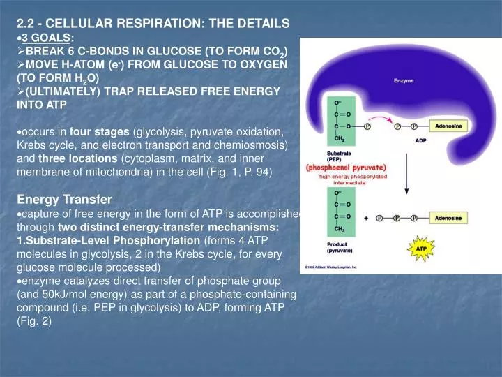where does cellular respiration get glucose where does cellular respiration get glucose