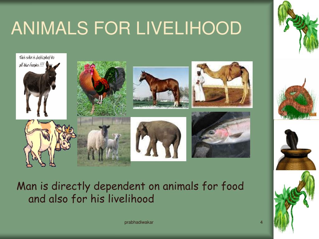 PPT - A lesson In Environmental Studies For class v PowerPoint Presentation  - ID:4024534