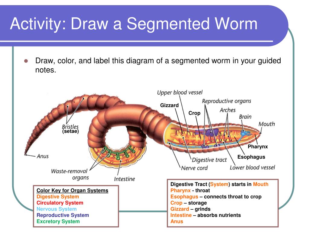 PPT - Worms PowerPoint Presentation, free download - ID:4025727