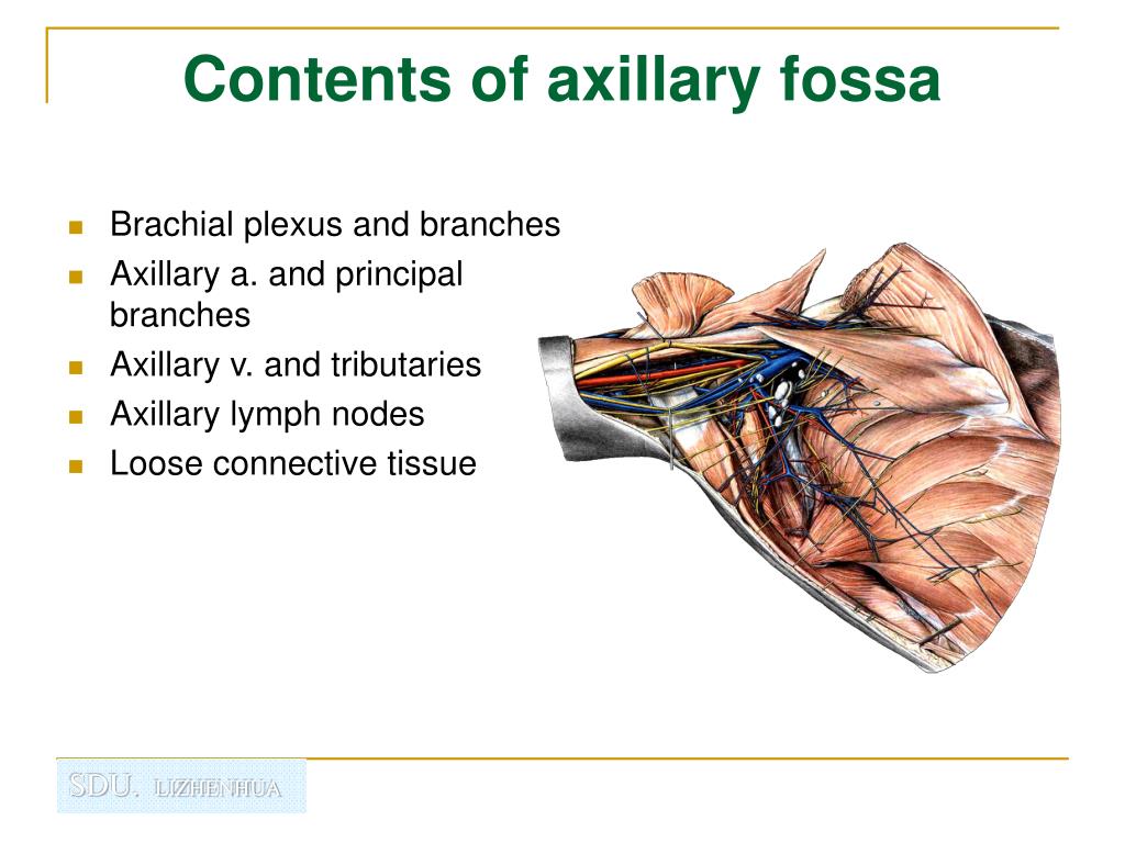Contents Of Axillary Fossa Anatomy Of Axilla And Its Contents