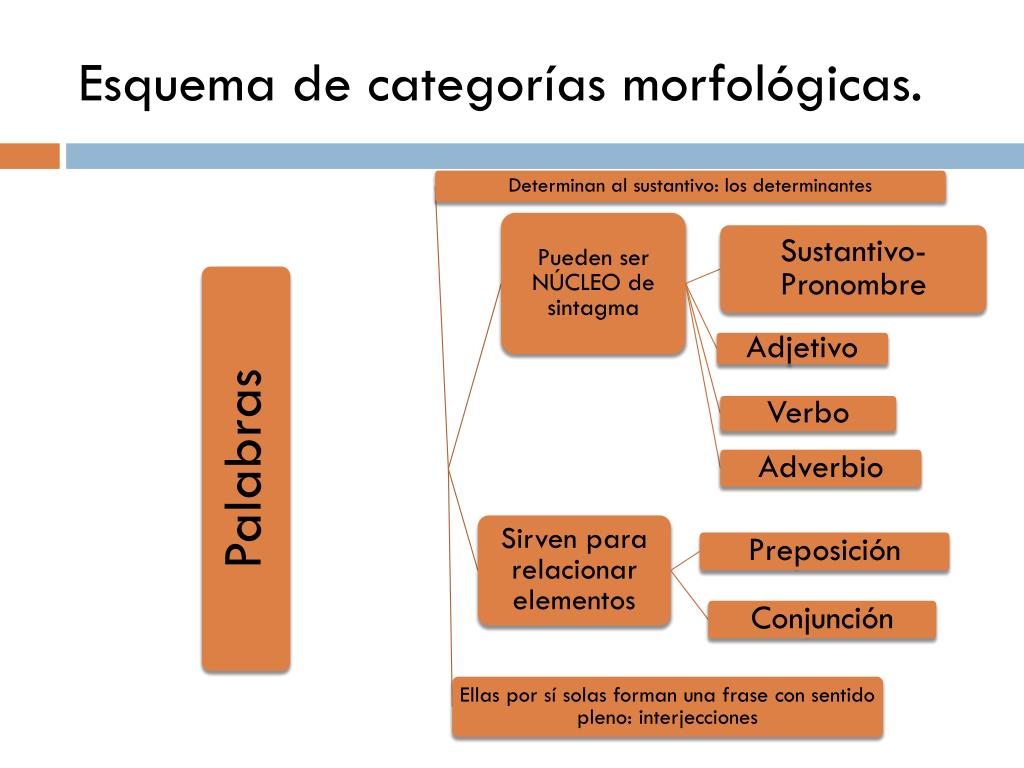 O Que São Caracteristicas Morfologicas