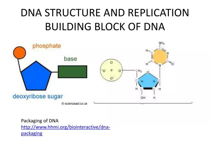 PPT - DNA STRUCTURE AND REPLICATION BUILDING BLOCK OF DNA ...